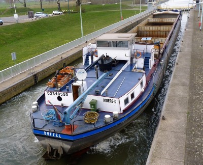 Buffel-5-02-03-2019-sluis-Sambeek.jpg