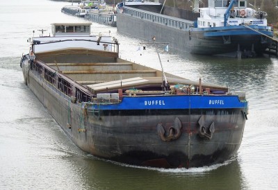 Buffel-3-02-03-2019-sluis-Sambeek.jpg