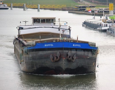 Buffel-1-02-03-2019-sluis-Sambeek.jpg