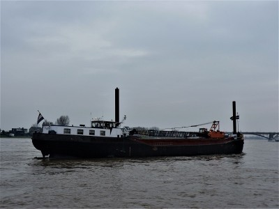 Hebbes-3-20-03-2019-Nijmegen (2).JPG