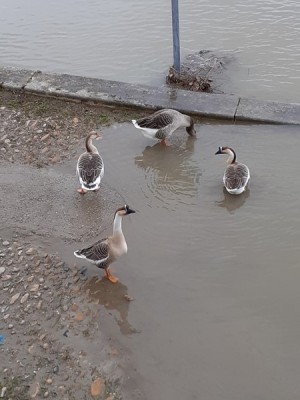 oies (Copier).jpg (65.94 Kio) Vu 51396 fois oies (Copier).jpg