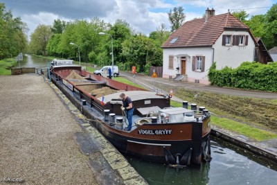 VOGEL GRYFF Illkirch mai 2021.jpg (275.88 Kio) Vu 2635 fois VOGEL GRYFF Illkirch mai 2021.jpg