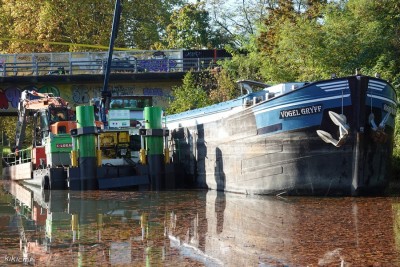 VOGEL GRYFF Illkirch 2022-10-25 (av).jpg (297.21 Kio) Vu 3009 fois VOGEL GRYFF Illkirch 2022-10-25 (av).jpg