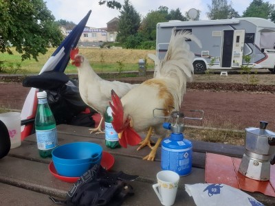 coq 3 (Copier).jpg (141.71 Kio) Vu 4613 fois coq 3 (Copier).jpg