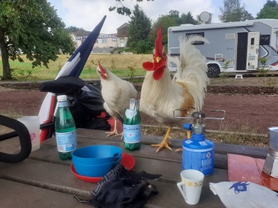 coq 2 (Copier).jpg (138.62 Kio) Vu 4613 fois coq 2 (Copier).jpg
