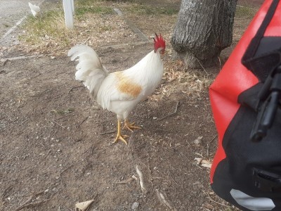 coq 1 (Copier).jpg (194.93 Kio) Vu 4771 fois coq 1 (Copier).jpg