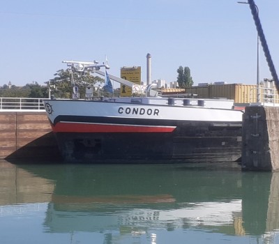 condor (Copier).jpg