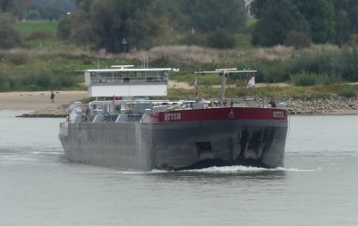 Otter-1-08-10-2023-Nijmegen.JPG