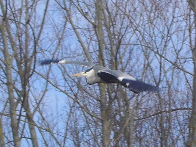 PICT2948HERON.jpg