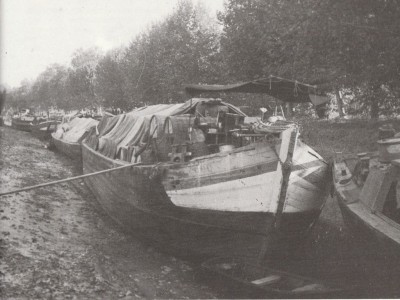 COQ Vagus 02.jpg