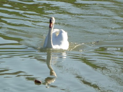P1010597CYGNE.jpg (154.28 Kio) Vu 5421 fois P1010597CYGNE.jpg