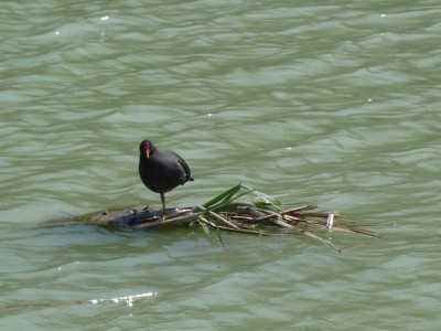 P1020363POULE.JPG
