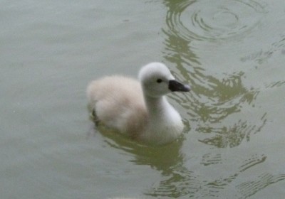 P1020515CYGNE.jpg