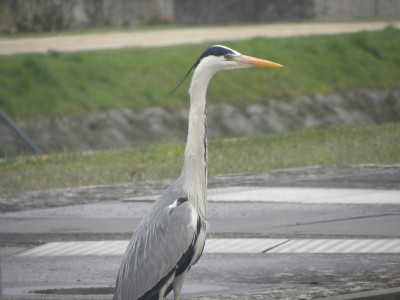 DSCN0481.JPG