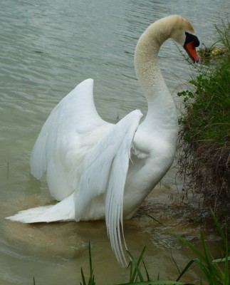 P1020658CYGNE.jpg