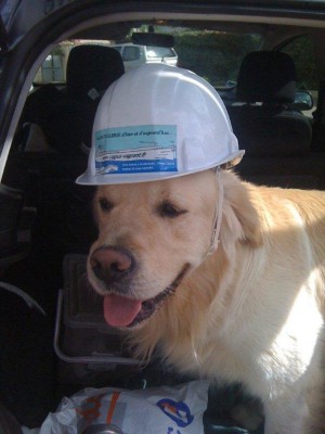 Crispy.jpg (56.32 Kio) Vu 9897 fois Crispy.jpg