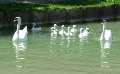 P1030373CYGNES.jpg