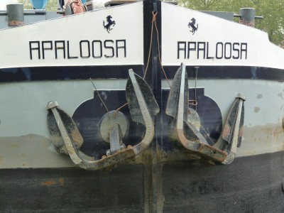 P1020460APALOOSA.jpg