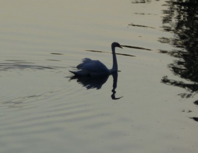 P1050345CYGNE1.jpg