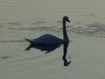 P1050345CYGNE2.jpg