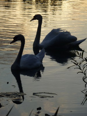 P1050331CYGNES.JPG