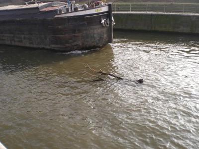 CIMG2236.JPG (194.28 Kio) Vu 3295 fois CIMG2236.JPG