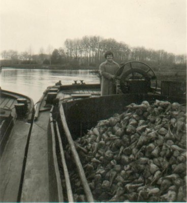 St-Brieuc_betteraves.jpg