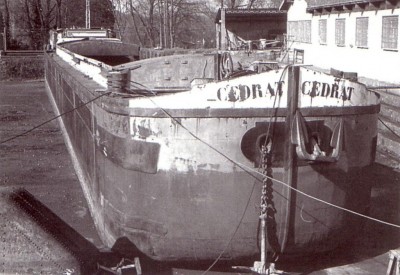 cedrat%20[].JPG