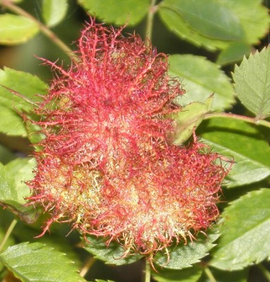 image.jpg (325.3 Kio) Vu 4540 fois image.jpg