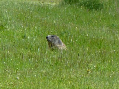 P1020738MARMOTTE.jpg