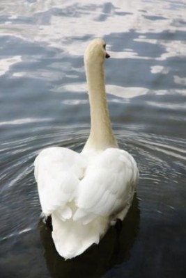 004.JPG (32.16 Kio) Vu 2912 fois 004.JPG