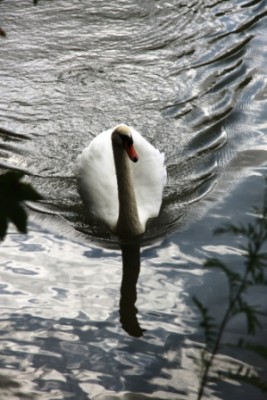 002.JPG (107.9 Kio) Vu 2912 fois 002.JPG