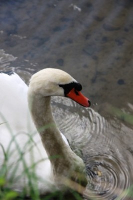 003.JPG (71.76 Kio) Vu 2912 fois 003.JPG