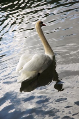 005.JPG (101.75 Kio) Vu 2912 fois 005.JPG