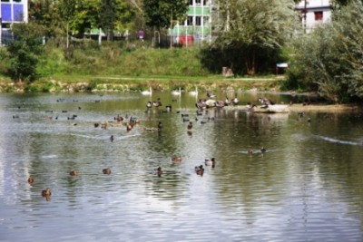 006.JPG (121 Kio) Vu 2912 fois 006.JPG