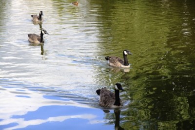 008.JPG (99.87 Kio) Vu 2912 fois 008.JPG