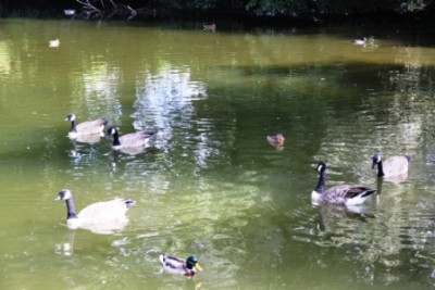 009.JPG (104.84 Kio) Vu 2912 fois 009.JPG