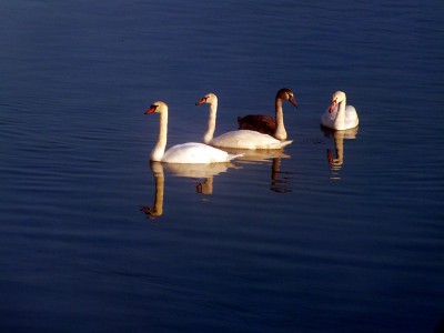 DSCF0058.JPGbis (Copier).jpg (66.81 Kio) Vu 1607 fois DSCF0058.JPGbis (Copier).jpg