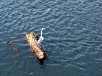 IMG_6473.JPGbis (Copier).jpg (130.99 Kio) Vu 1607 fois IMG_6473.JPGbis (Copier).jpg