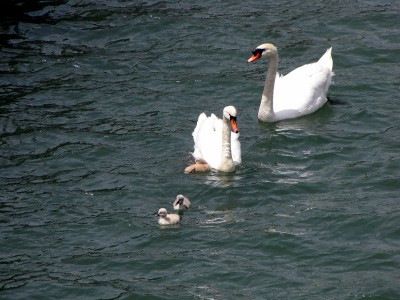 IMG_6476.JPGbis (Copier).jpg (145.01 Kio) Vu 1607 fois IMG_6476.JPGbis (Copier).jpg