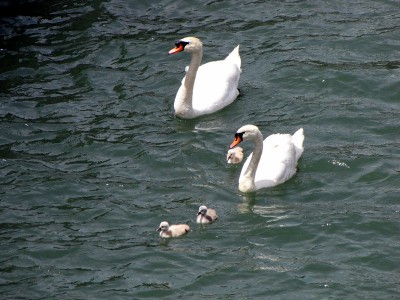 IMG_6477.JPGbis (Copier).jpg (148.15 Kio) Vu 1607 fois IMG_6477.JPGbis (Copier).jpg