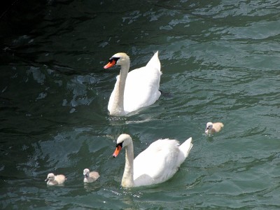 IMG_6478.JPGbis (Copier).jpg (124.13 Kio) Vu 1607 fois IMG_6478.JPGbis (Copier).jpg