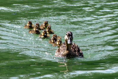 IMG_1753.JPGbis (Copier).jpg (157.66 Kio) Vu 1607 fois IMG_1753.JPGbis (Copier).jpg