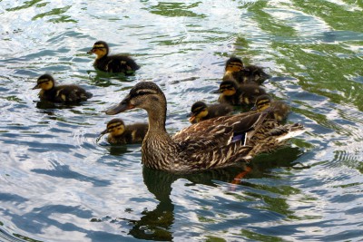 IMG_1756.JPGbis (Copier).jpg (179.22 Kio) Vu 1607 fois IMG_1756.JPGbis (Copier).jpg