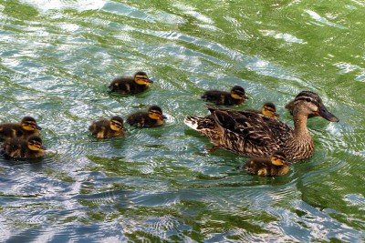 IMG_1759.JPGbis (Copier).jpg (202.63 Kio) Vu 1607 fois IMG_1759.JPGbis (Copier).jpg