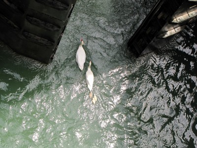 IMG_6481.JPGbis (Copier).jpg (203.81 Kio) Vu 1607 fois IMG_6481.JPGbis (Copier).jpg