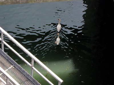 IMG_6482.JPGbis (Copier).jpg (124.05 Kio) Vu 1607 fois IMG_6482.JPGbis (Copier).jpg