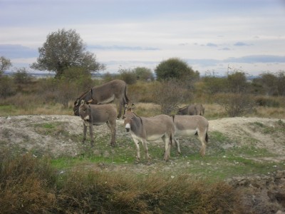 052.JPG (292.14 Kio) Vu 8107 fois 052.JPG