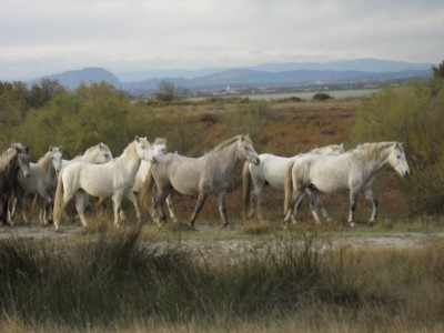 056.JPG (312.52 Kio) Vu 8107 fois 056.JPG