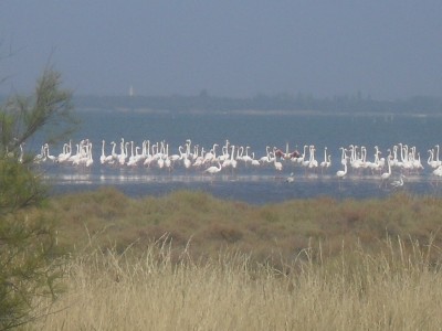 095.JPG (338.82 Kio) Vu 8098 fois 095.JPG